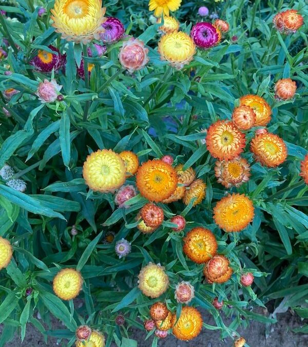 Pflanzen- und Saatgutbörse